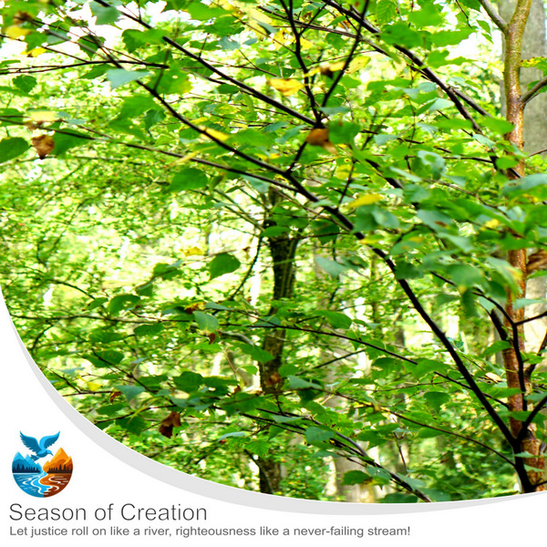 Season of creation  -  'Silver Birch summer'