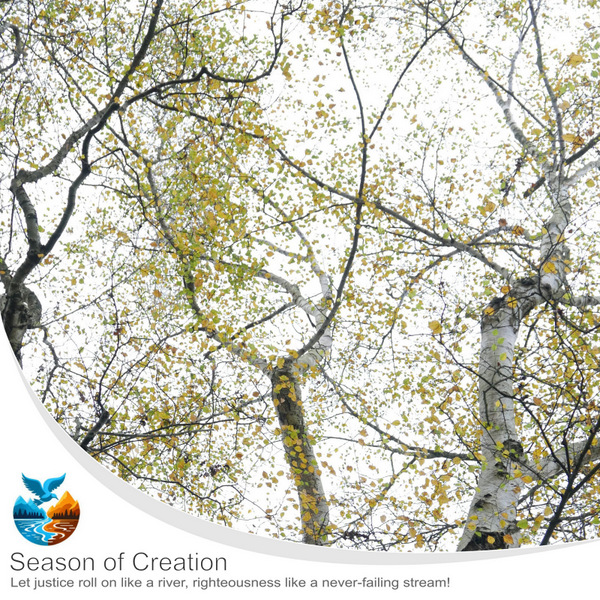 Season of creation  - 'Silver Birch autumn'